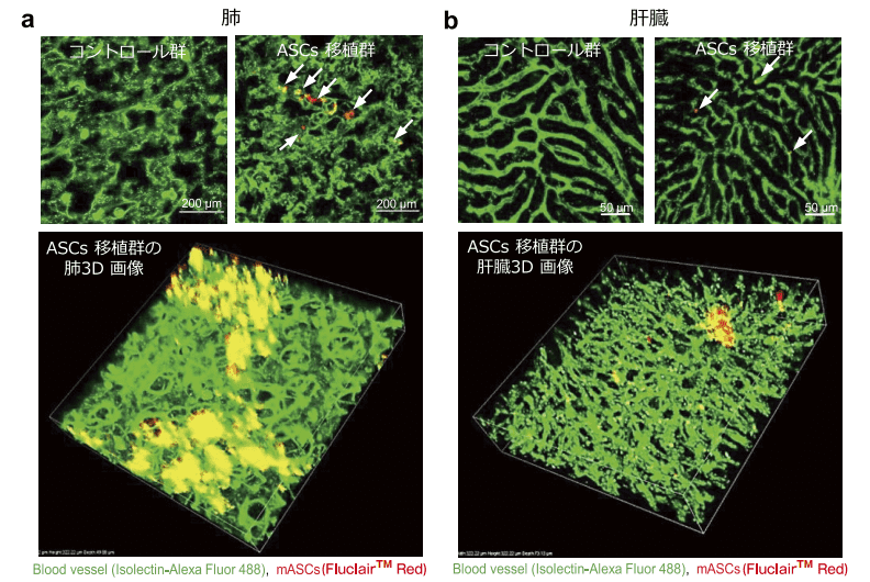 図５．Fluclair 量子ドット標識 ASCs の組織・臓器内 1 細胞蛍光イメージング