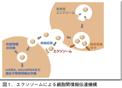 図1．エクソソームによる細胞間情報伝達機構