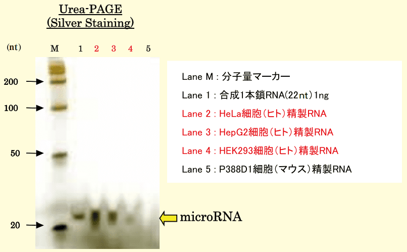 図3．ヒト培養細胞株からのmicroRNA精製