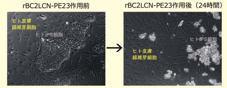 図3．rBC2LCN-PE23によるヒトiPS細胞（291B7株）の選択的除去
