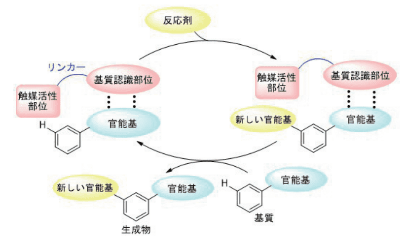 図２. 水素結合を利用する触媒システムのデザイン