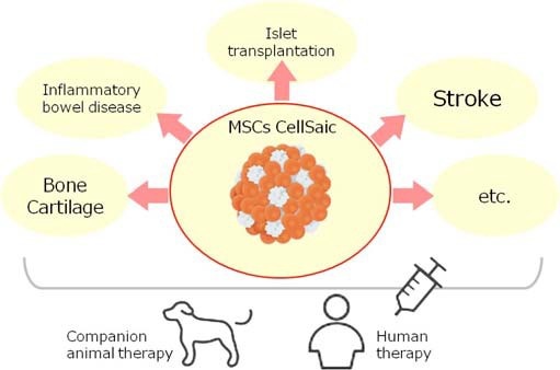 Fig. (2). The application target of MSC CellSaic. Both human and animal therapies are considered as target on the 