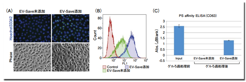 図 1．蛍光標識 exosome サンプルの取り込み確認と EV-Save による吸着ロス抑制効果