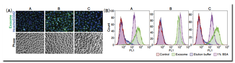 図 2．各蛍光標識試薬を用いた exosome 標識と HeLa 細胞への取り込み確認