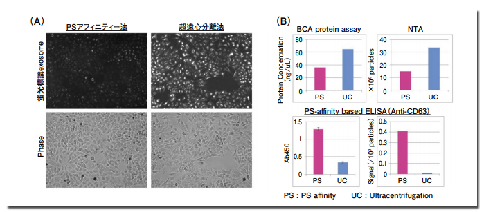 図 3．PS アフィニティー精製と超遠心精製 exosome の取り込み効率比較