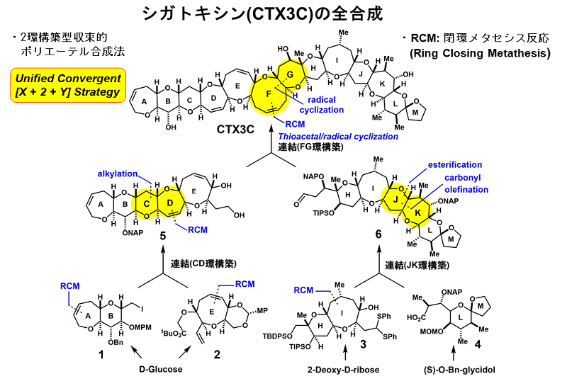 図3. シガトキシンCTX3Cの2環構築型収束的全合成