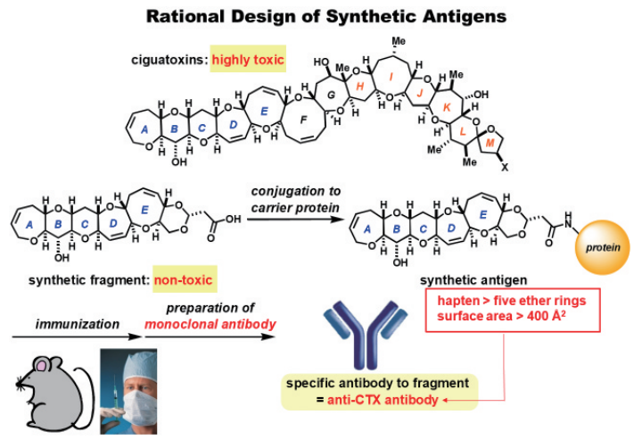 図4. 合成ハプテンを用いたシガトキシンを特異的に認識する抗体の作製法