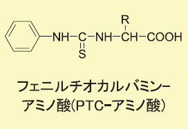 PTC-アミノ酸