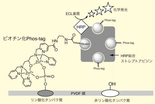 図3．ビオチン化Phos-tagを用いたPVDF膜上のリン酸化タンパク質検出の概略