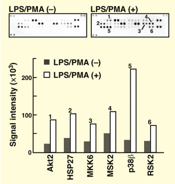 図4．LPS/PMAで刺激によってリン酸化するRaw264.7細胞内タンパク質の検出