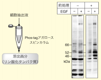 図5．Phos-tagアガローススピンカラムを用いたウェスタン解析サンプルの前処理によるリン酸化タンパク質の濃縮