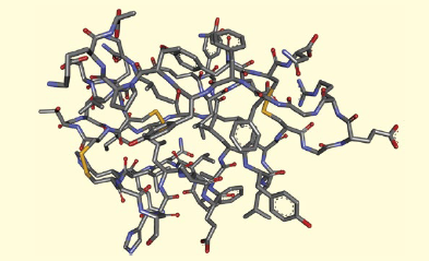 図1．インスリンの構造。51のアミノ酸から成る