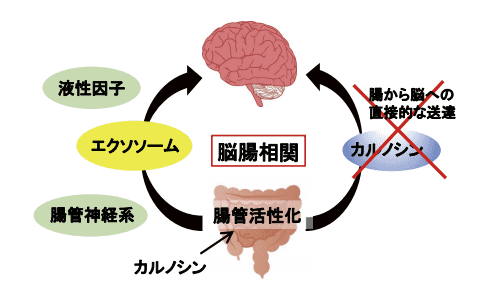 図2．カルノシンによる脳腸相関活性化とその分子基盤
