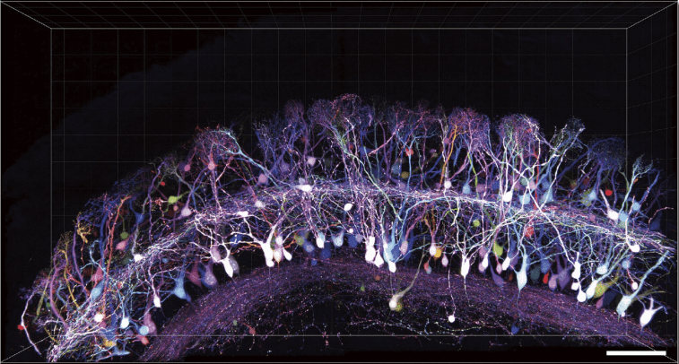 図6．Tetbowによる神経細胞の多色蛍光イメージング