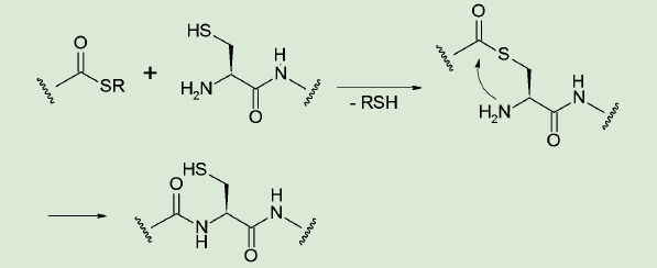 図3． NCL 法によるアミド結合生成