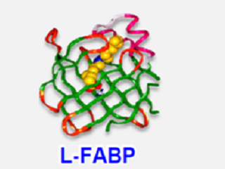 ネコの早期腎機能悪化予測マーカー 尿中L型脂肪酸結合蛋白 (L-FABP) の変動