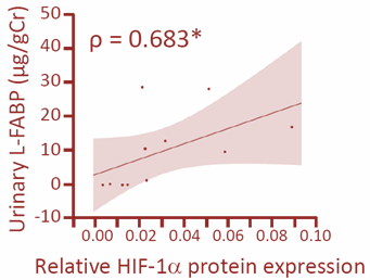 図3 腎組織内HIF-1α発現量および尿中L-FABP測定値との相関関係