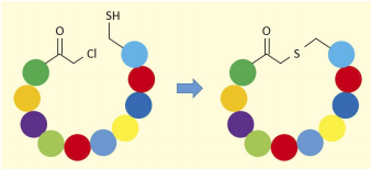 図２．クロロアセチル基とシステイン残基間の環化反応