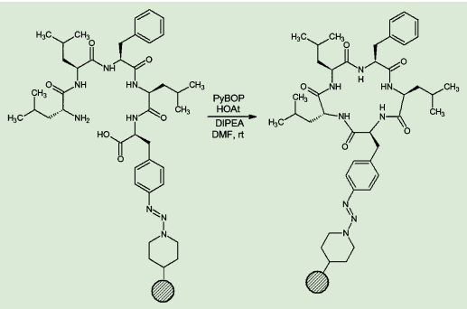 図４．固相上でのペンタペプチド環化反応