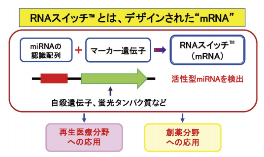 図1．RNA スイッチの模式図