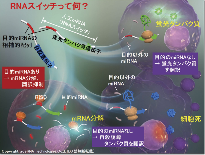 図2．RNAスイッチの機序