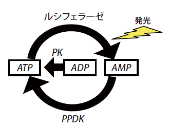図2. ATPサイクリング法およびA3法の原理