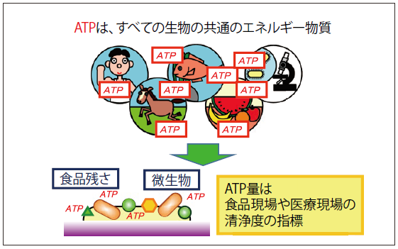 図1．ATP（アデノシン3リン酸）とは