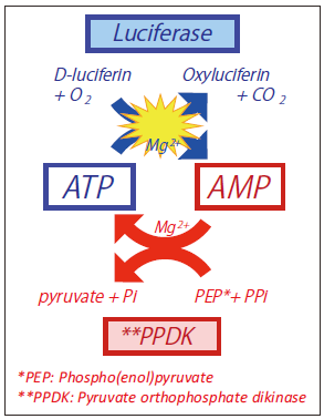 図5．ATPサイクリング系の原理