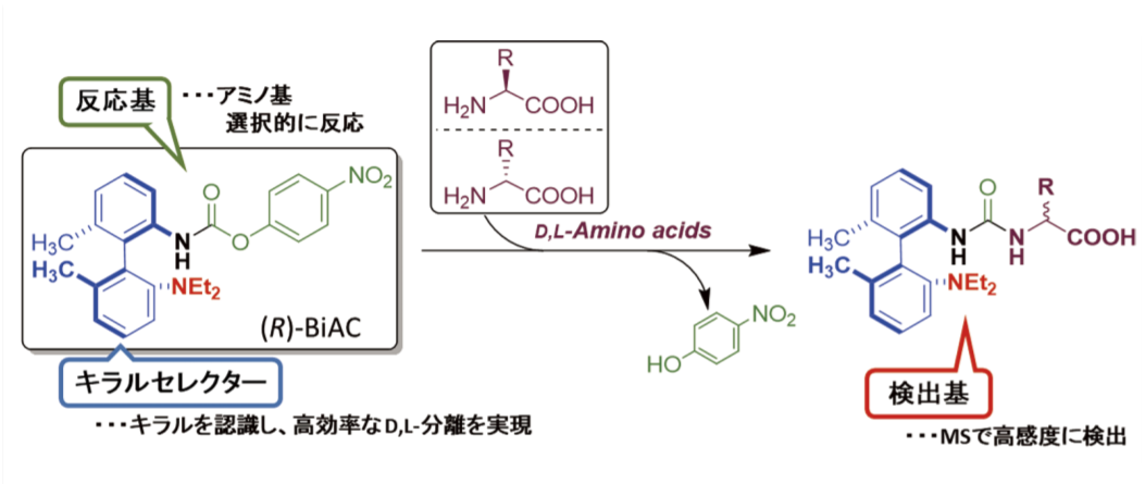図２．(R)-BiAC の構造の特徴とアミノ酸との反応