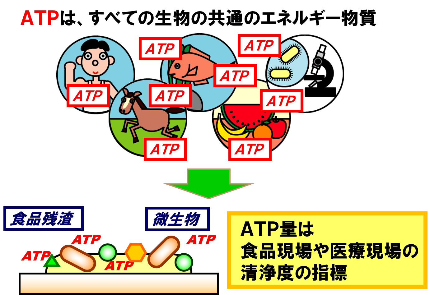 図１：ATP（アデノシン3リン酸）とは