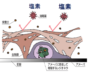 図6：浴槽配管におけるレジオネラ増殖のイメージ