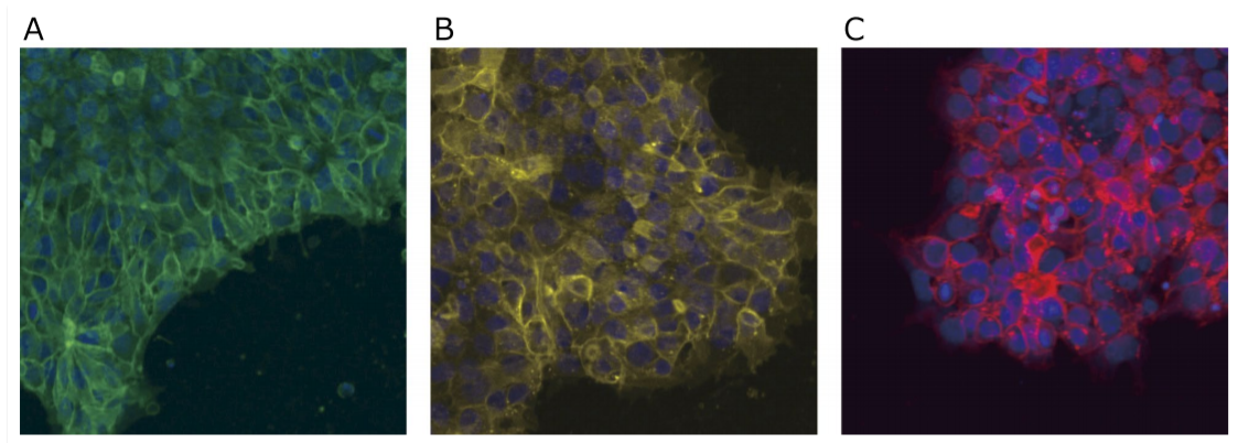 図１．各種蛍光標識 rBC2LCN によるヒトiPS 細胞の染色
