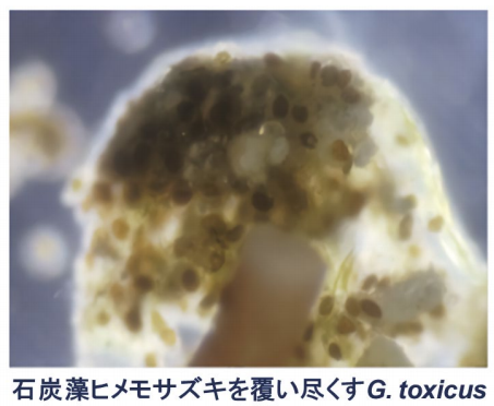 図1．石灰藻ヒメモサズキ上に密生する G. toxicus