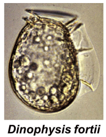 図６．下痢性貝毒の主要原因プランクトン D. fortii