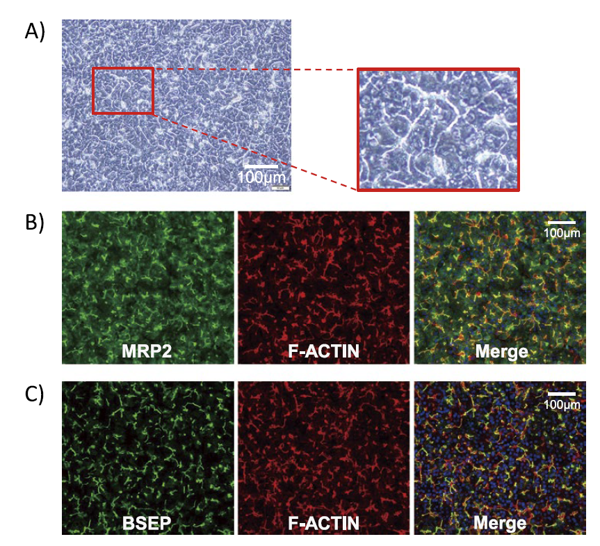 図２． A） iCell<sup>®</sup> ヘパトサイトで形成された毛細胆管様構造（位相差顕微鏡像）,B） MRP-2 の免疫組織染色,C） BSEP の免疫組織染色
