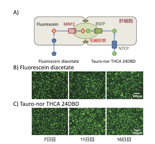 図３． A） Fluorescein diacetate とTauro-nor THCA 24DBD の取り込み・排泄機構,B） Fluorescein diacetate の毛細胆管様構造への排泄とその経日変化,C） Tauro-nor THCA 24DBD の毛細胆管様構造への排泄とその経日変化
