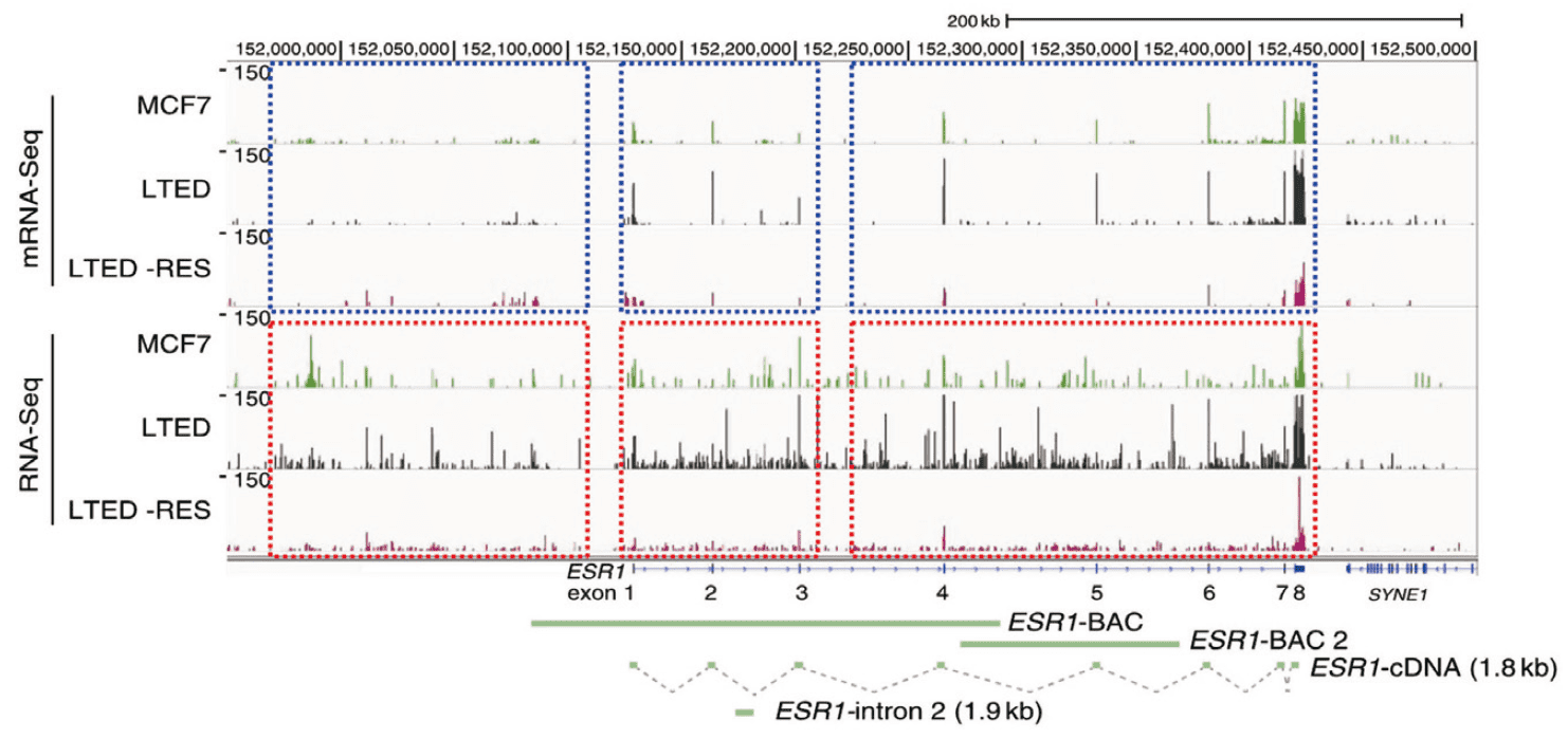 図１． エストロゲン受容体遺伝子座におけるmRNA-seqとwhole RNA-seqの比較