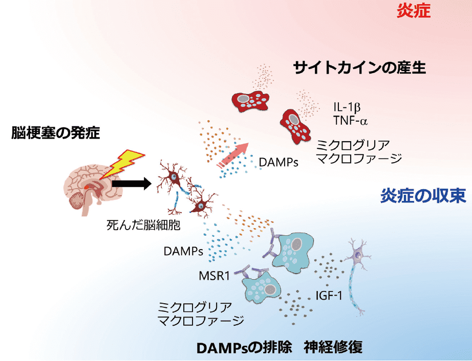 図２．脳梗塞におけるミクログリアやマクロファージの多彩な機能と役割
