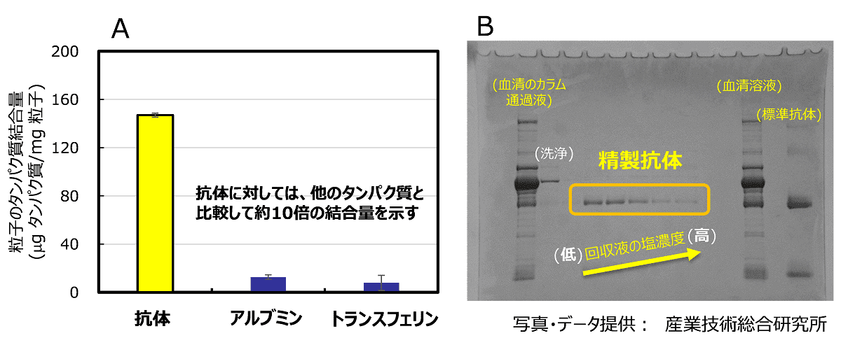 図2．ジルコニア粒子によるタンパク質吸着特性（A）とヤギ血清から抗体（IgG）を分離精製した電気泳動像（B）