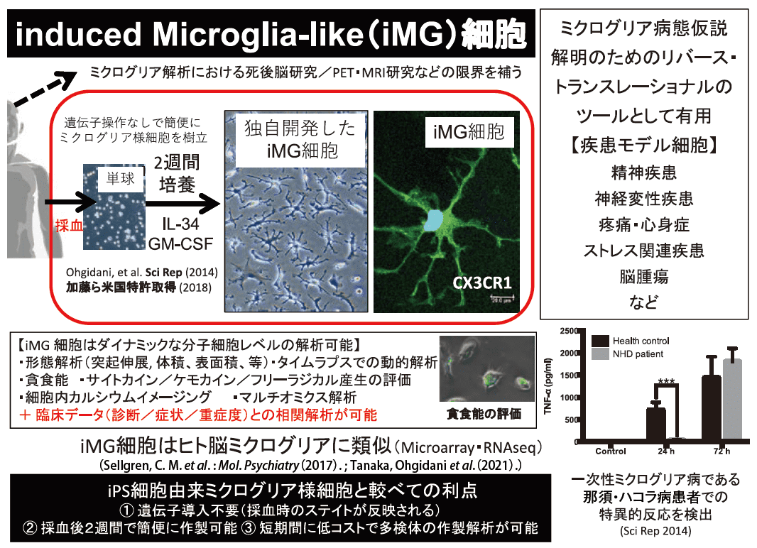 図１．ヒト血液由来直接誘導ミクログリア様（iMG）細胞の特徴