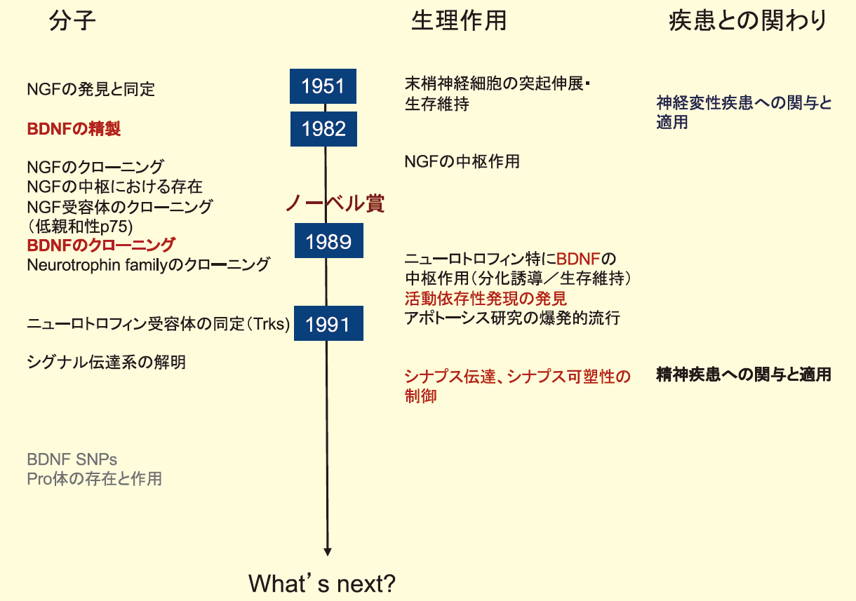 図１．BDNF（ニューロトロフィン）研究の歴史とトレンド
