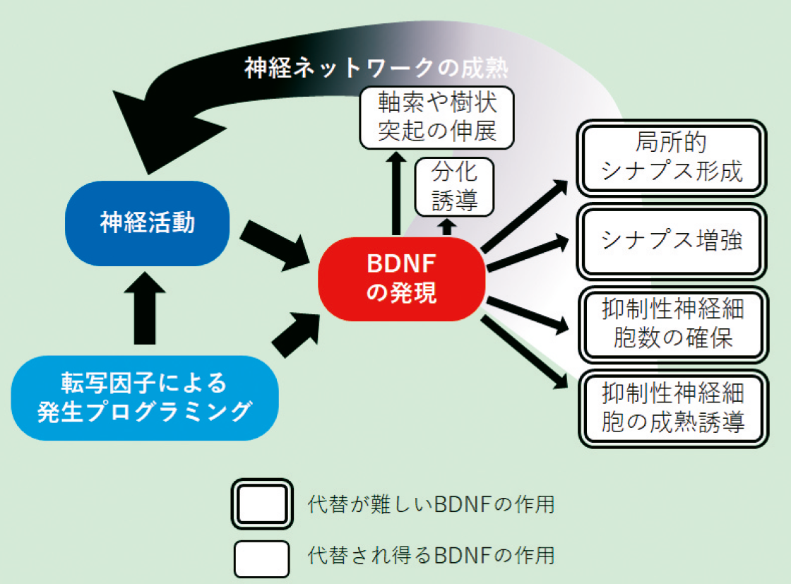図．発達期におけるBDNF の作用