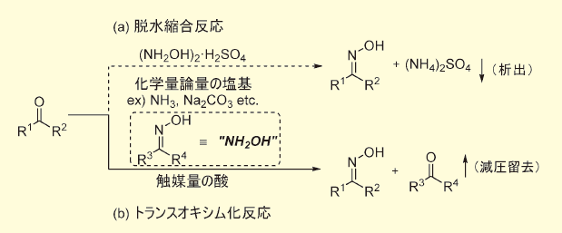 Figure 1．オキシム合成法：（a） 脱水縮合、（b） トランスオキシム化反応