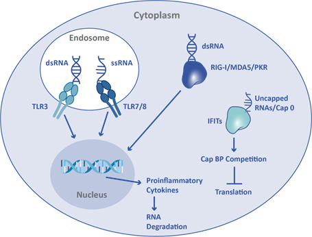 mRNAと免疫系