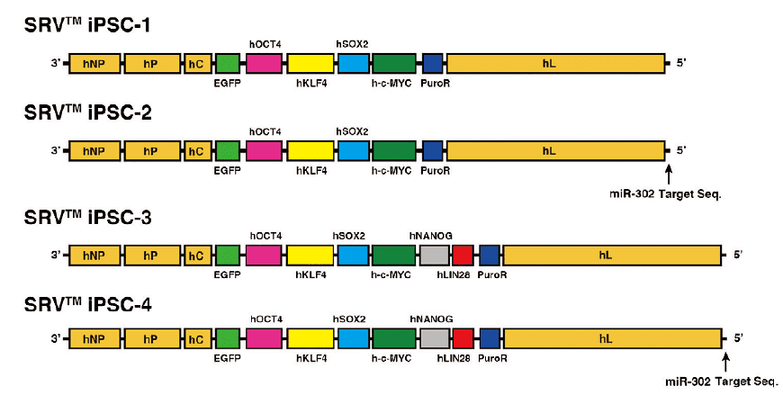 図１．SRV iPSC ベクターのゲノム構造