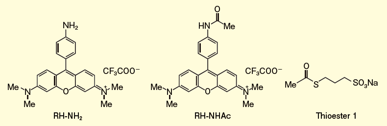 図１．細胞内アセチルCoA 可視化蛍光プローブRH-NH2