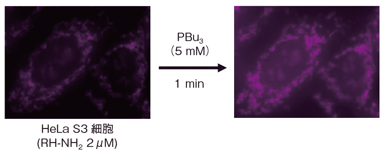 図３．RH-NH2 による細胞内アセチルCoA の蛍光検出