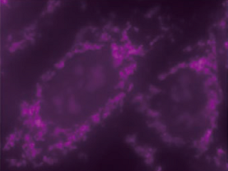 【テクニカルレポート】細胞内アセチルCoAを活性化して可視化する蛍光検出プローブ