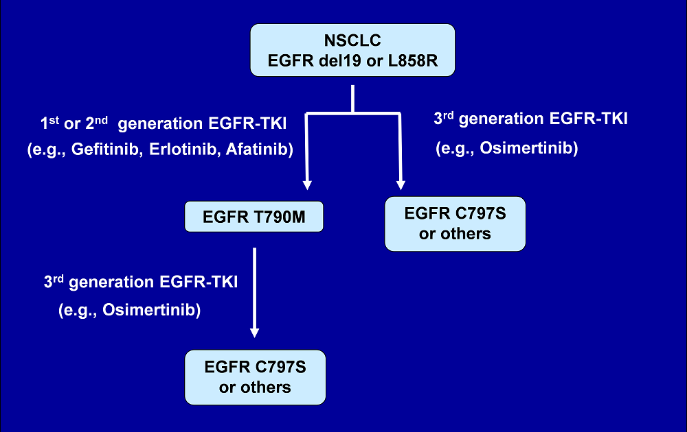 Fig1. Evolution of EGFR mutant lung cancer on therapy
