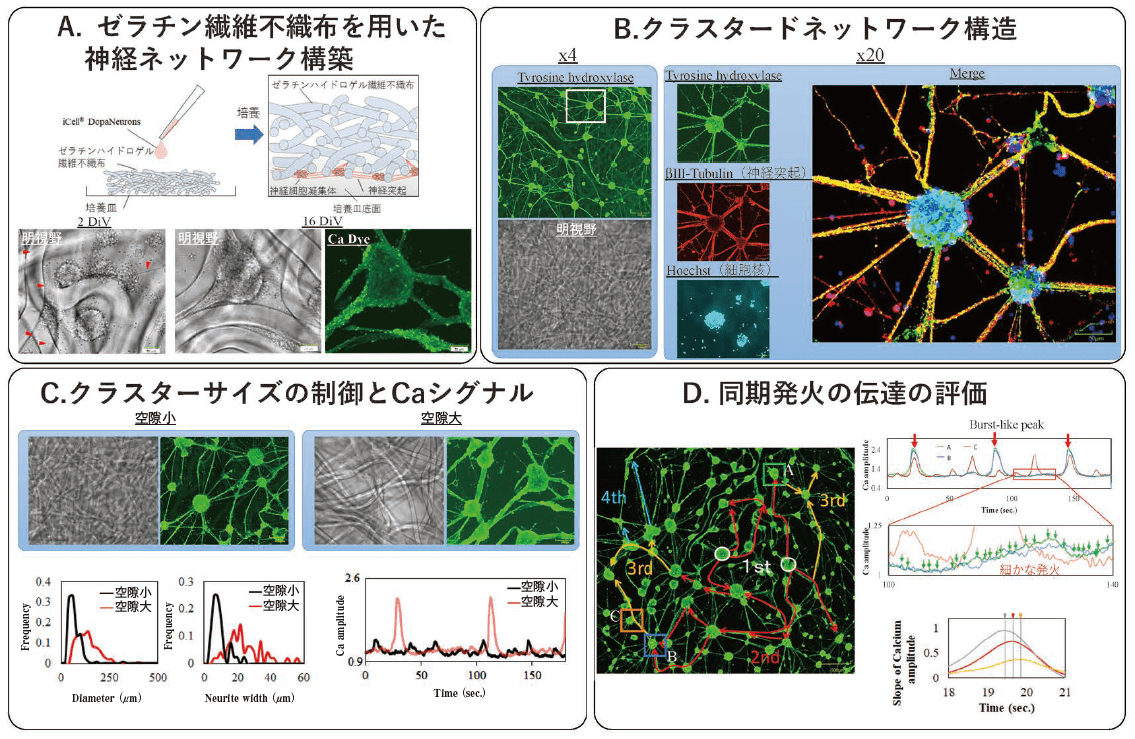図１．ゼラチンハイドロゲル繊維不織布（GHFN）を用いたiPS 細胞由来神経細胞クラスタードネットワークの構築